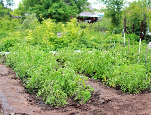 Livre pour potager en permaculture : Guide complet pour démarrer au meilleur moment