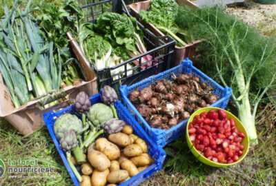 récolte de fruits et légumes au jardin en mai