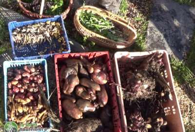 récolte de mai au jardin- forêt : pomme de terre primeur, frases, bettes, artichauts, poireau, fenouil, topinambour