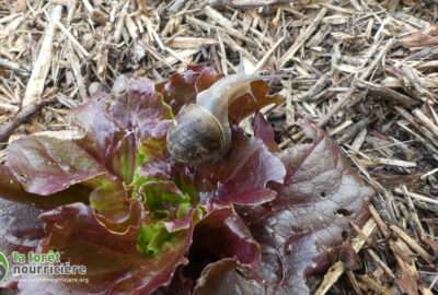escargot en train de manger une salade
