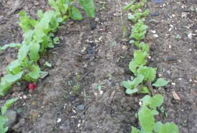 semis-radis-et-carottes