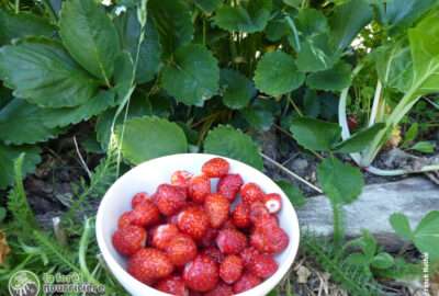 premières fraises de la saison