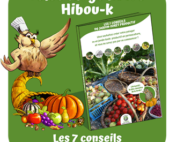 LFN hibouk vignette vert 3