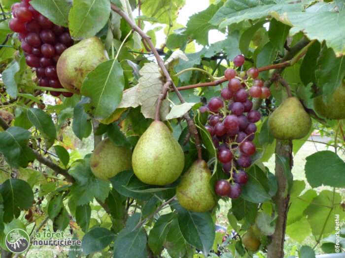 Concevoir des jardins forêt potager productifs (Formation en ligne) – Image 11