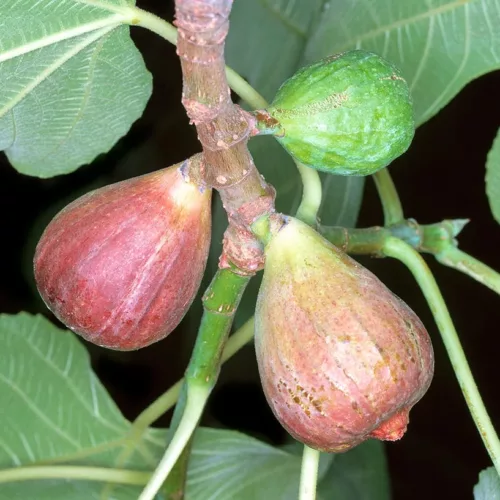 Boutures de figuiers rares Ficus pseudo carica