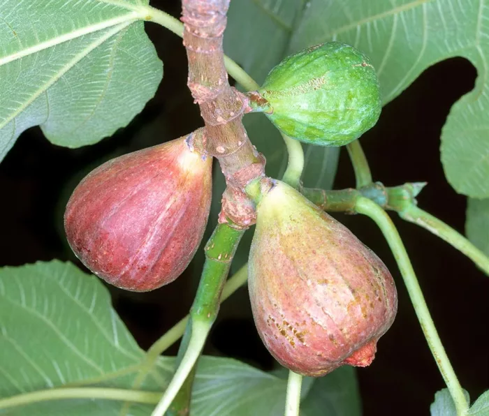 Figuier rare Ficus pseudo carica