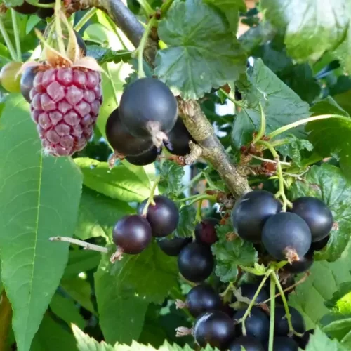 Boutures de casseilles ou framboimures FRAMBOIMURE