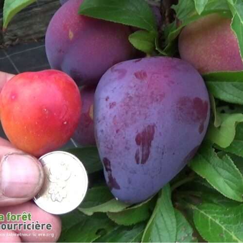 prune abricot et coeur de lion