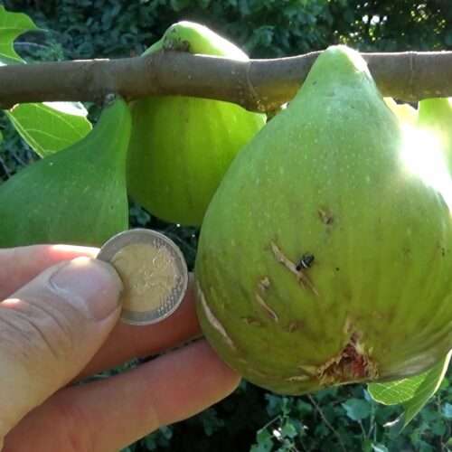 Figue poire à chaire mauve