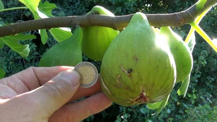 Figue poire à chaire mauve