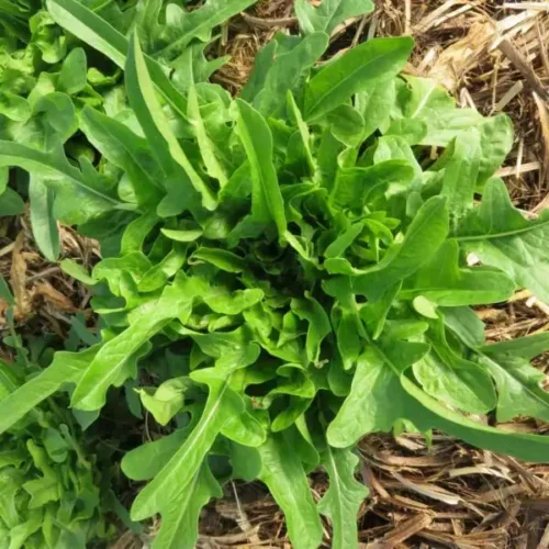 Graines et semences pour cultiver la salade radichetta