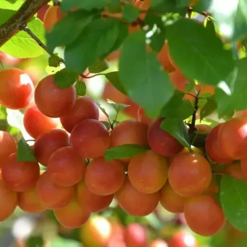 greffons / boutures de pruniers : prune abricot