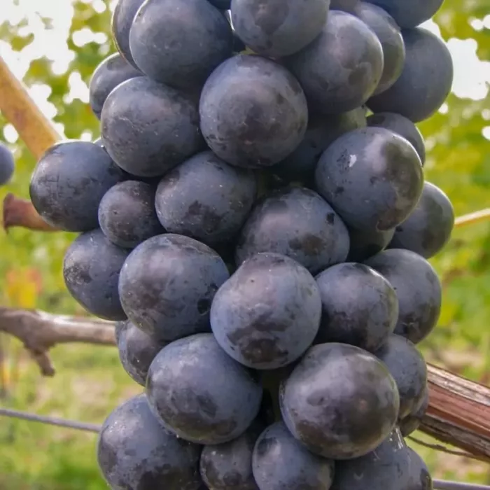 vigne noire zilga