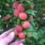 Prune abricot