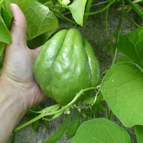 chayotte-chouchou-christophine-chayote