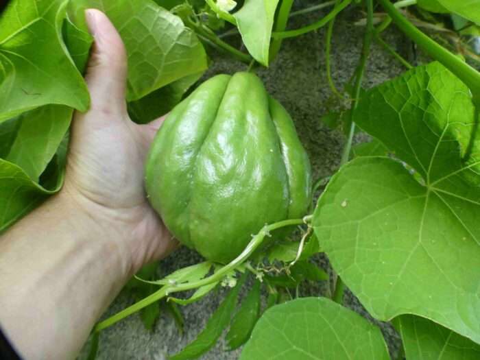 chayotte-chouchou-christophine-chayote