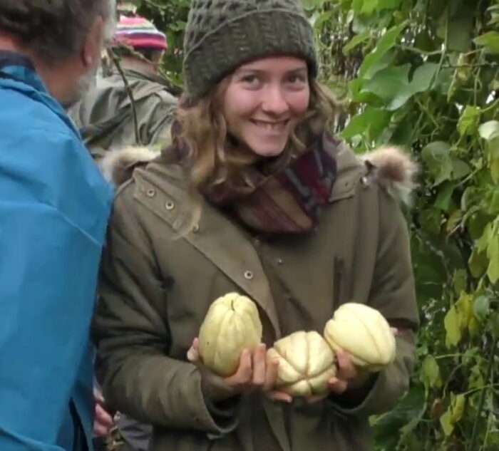 chayotte-chouchou-christophine-chayote