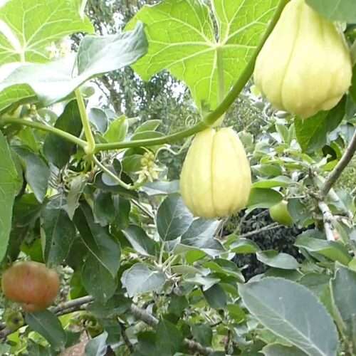 chayotte-chouchou-christophine-chayote