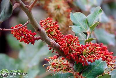 fleur caroubier rouge