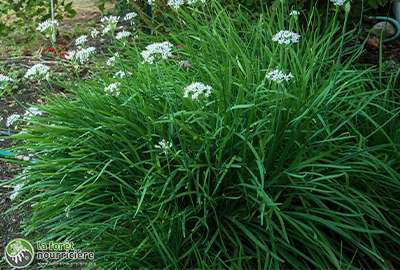 Allium-tuberosum