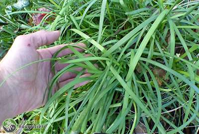 ciboule de chine