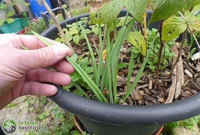 ciboule de chine en pot1