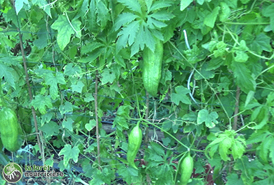 cucamelon et cyclanthère