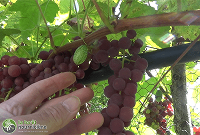 cucamelon et raisin