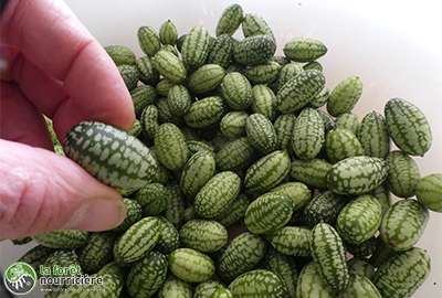 cucamelon récolte