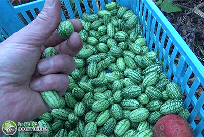 cucamelon récolte2