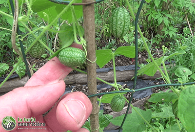 cucamelon sur grillage