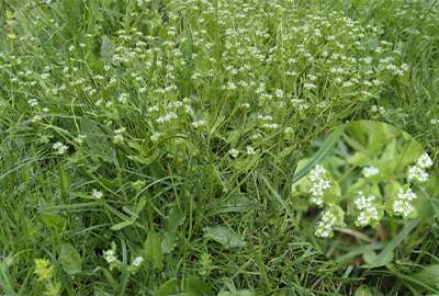 mache et herbe