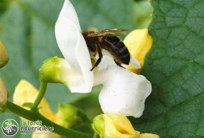 ABEILLE SUR HARICOT rt rg