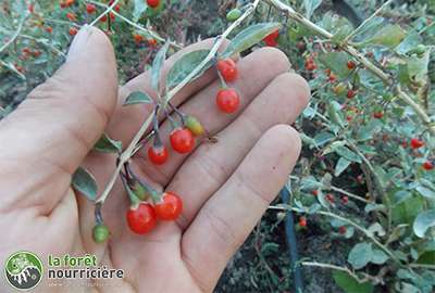 goji-dans-la-main