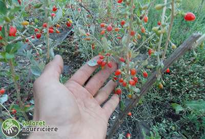 baie de goji