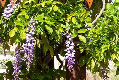 glycine