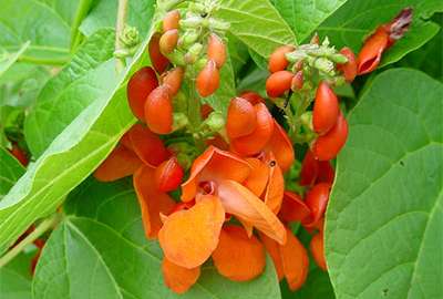 haricot-espagne-fleurs