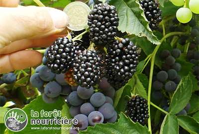 Mûre géante de la forêt nourricière