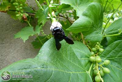 xylocope sur haricot vivace et vigne