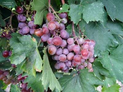 Boutures de vigne résistante à raisin rose variété Wiktoria