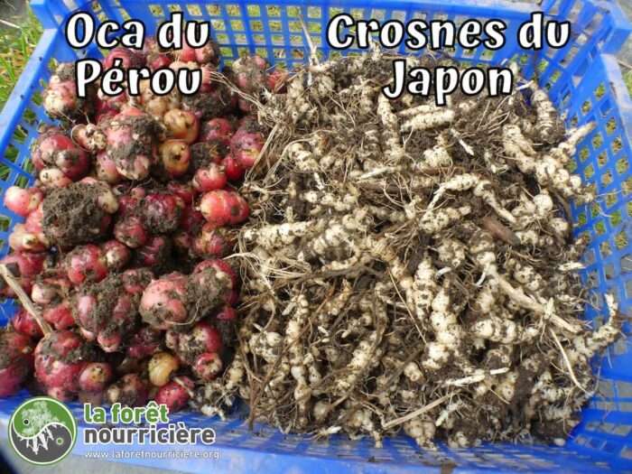 Crosnes du Japon Stachys affinis