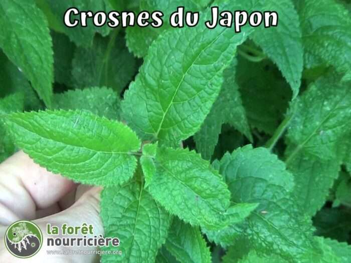 Crosnes du Japon Stachys affinis – Image 2