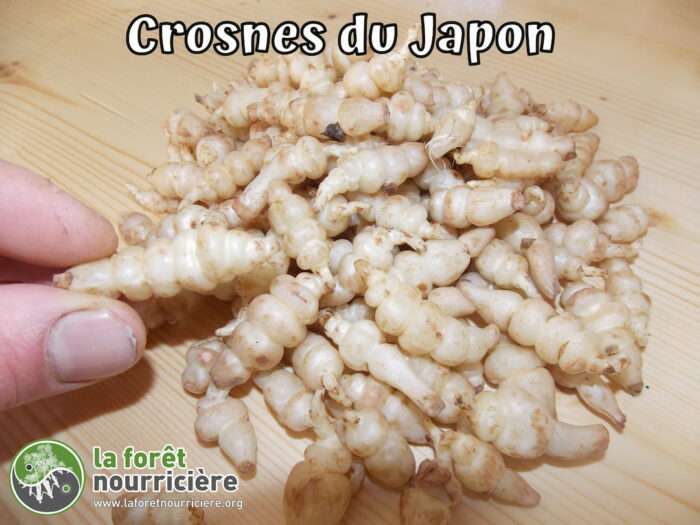 Crosnes du Japon Stachys affinis – Image 3