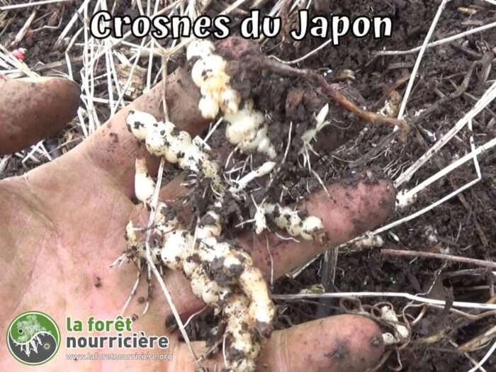 Crosnes du Japon Stachys affinis – Image 4