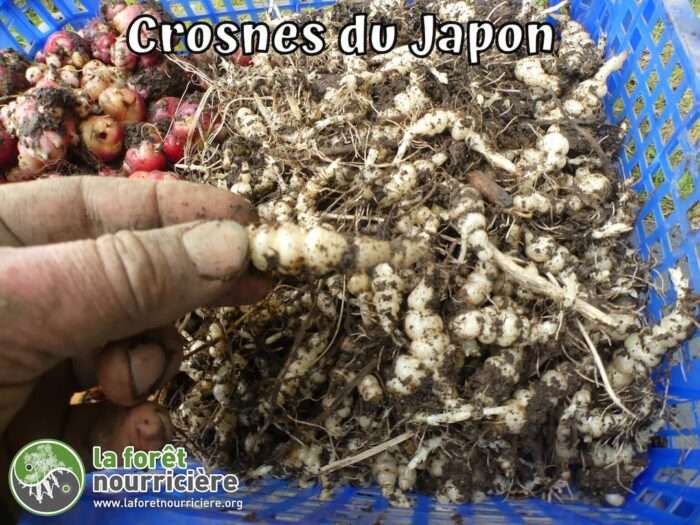 Crosnes du Japon Stachys affinis – Image 5