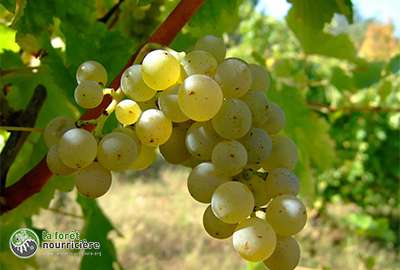 Sauvignon_blanc_vlasotince_vineyards-scaled-1 (1)