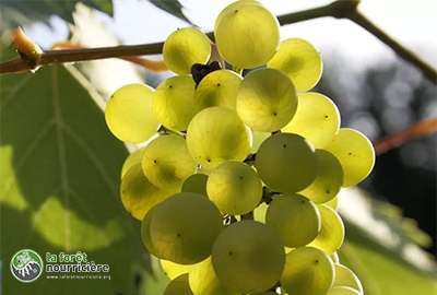 Vigne-Vitis-Phoenix