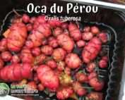 Tubercules d'oca du Pérou - oxalis tuberosa