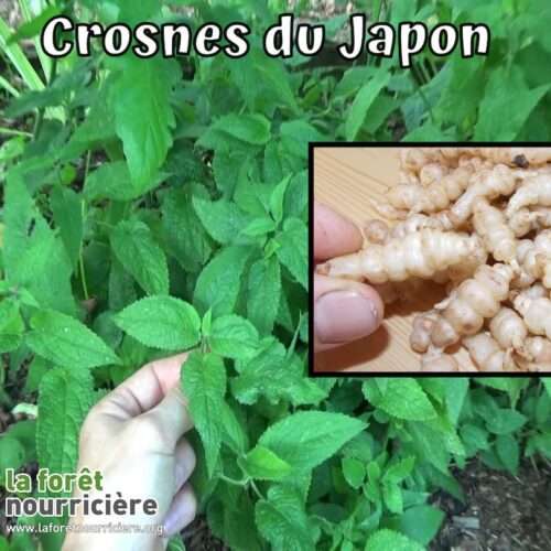 Plantes et tubercules comestibles du crosne du Japon