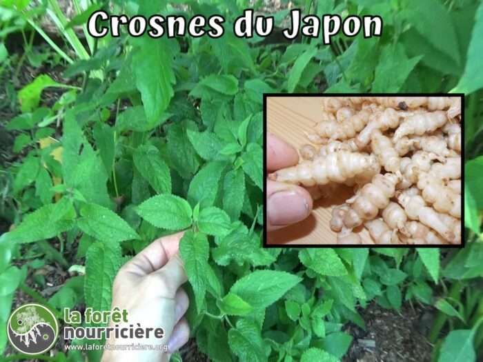 Plantes et tubercules comestibles du crosne du Japon